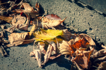Autumn vegetation. Flowers close up.
