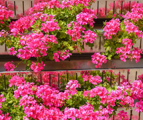 pink geranium. living wall of plants exterior 