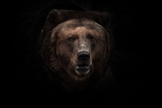 a darkened image, a stern brown slightly perplexing beast looks out of the darkness with small eyes.  isolated on a black background.