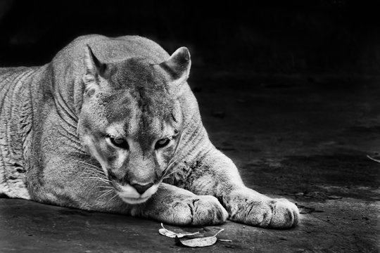 Pensive portrait, symbol of heavy thought, head down on its paws. Powerful big american wild puma cat . black and white photo.
