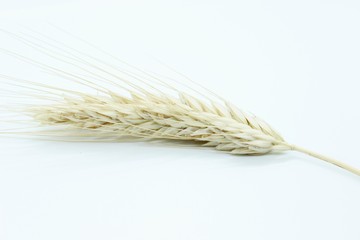 Rye spike located on a white background