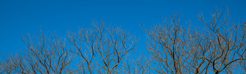 tree branches and a blue sky