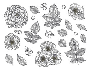 Rose flower and leaves hand drawn in lines set. Black and white monochrome graphic doodle elements. Isolated vector illustration, template for design