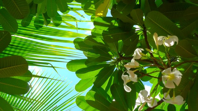 Plumeria flowers and tropical tree low angle with blue summer bright sky background