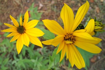 Beautiful plants in the park. Flowers close up