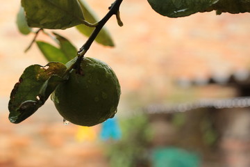 Limón Fresco