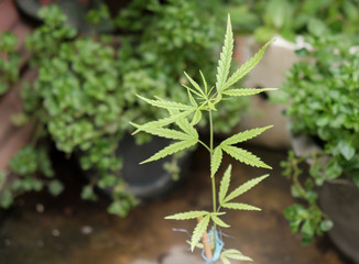 Marijuana tree.