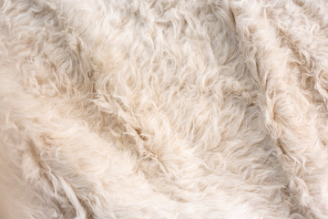 Soft and fluffy sheep fur - decorative carpet background