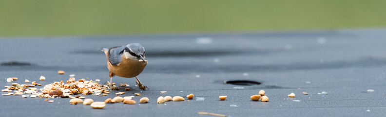 sitta europaea bird looking for food