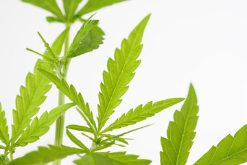 View of marijuana leaf on white background. Soft focus.