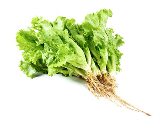 Fresh lettuce isolated on a white background,element of food healthy nutrients and herb vegetable ingredient concept 