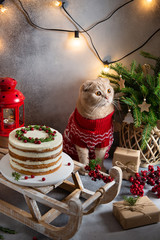 Christmas composition. Cute cat in knitted sweater with festive cake, gifts, fir tree and decorations on gray background. Christmas, winter, new year, bakery, confectionery, greeting card concept.
