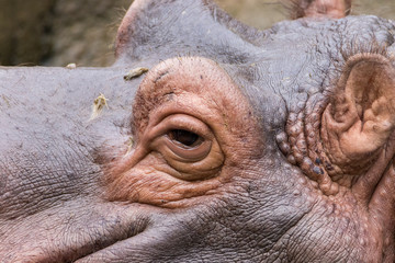 Relxaed Hippo