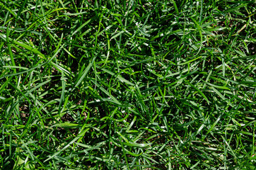 Green lawn. Green spring grass close up