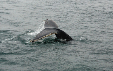 Fototapeta premium Baleine