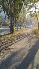 Fototapeta premium Beautiful landscape of nature. Lush trees and many colors