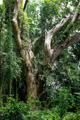 Fototapeta premium forêt équatoriale et arbre