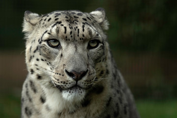 Snow Leopard