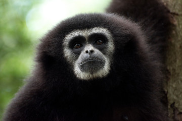 gibbon à mains blanches dans la jungle
