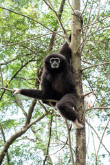 Gibbon dans la forêt équatoriale (animaux 