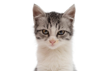 Portrait of serious tabby cat of ginger color isolated on a white background, looking at camera. Front view.