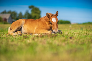 A small red foal lies on a green field. Photographed close up.