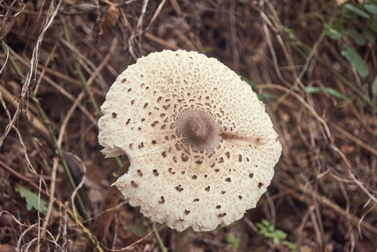 Champignon d&eacute;vor&eacute; par les limaces .