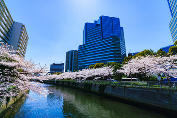 春　サクラ　大崎　目黒川　日本　東京　川沿い　リバーサイド　東京観光　オフィスビル　再開発　大崎駅
