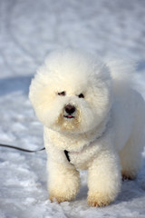 Bichon frize breed  white color