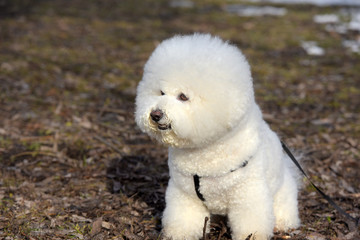 Bichon frize breed  white color