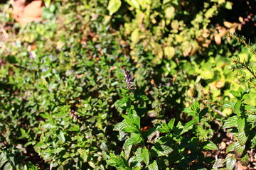 Blühende Pfefferminze im Garden