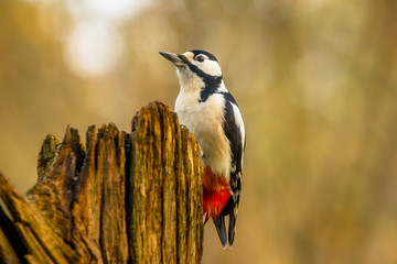 Great spotted woodpecker (Dendrocopos major)