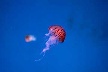 Jellyfish on the sea or underwater world.Moon jellyfish Aurelia aurita green translucent color and blue background. © Yingyaipumi