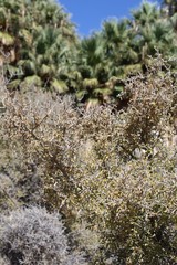 Growing in the Colorado desert near Cottonwood Spring of Joshua Tree National Park is a native plant taxonomically ranked Ziziphus Obtusifolia, casually named Greythorn.
