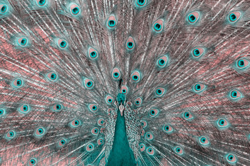 Obraz premium Close up view of The African peacock a large and brightly coloured bird.