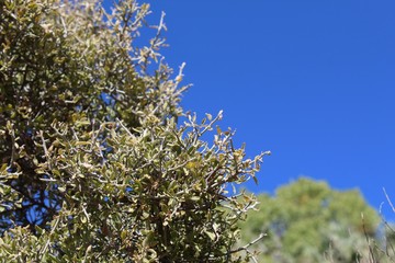 Growing in the Colorado desert near Cottonwood Spring of Joshua Tree National Park is a native plant taxonomically ranked Ziziphus Obtusifolia, casually named Greythorn.