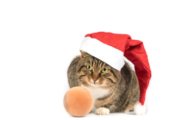  Cat in Santa hat isolate. Christmas card.