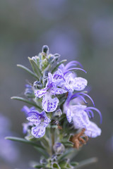 Purple rosemary flowers close up