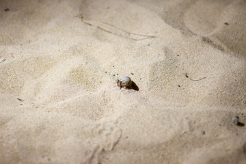Crab in a Shell
