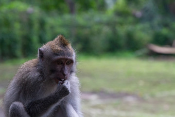 Balinese Monkey