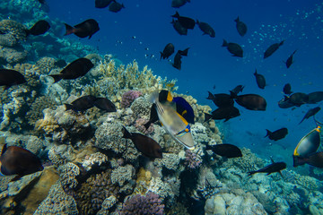 Fototapeta na wymiar Picasso Fisch vor Korallen