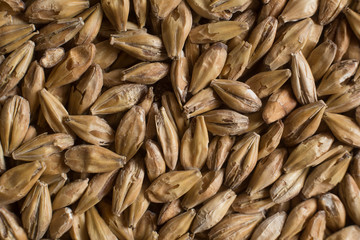 Malt, wheat grains for brewing. Malt background. Top view, flat lay