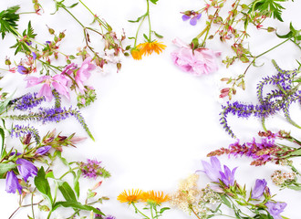 Beautiful colorful blooming wild flowers isolated on a white background. Flower frame with a text...