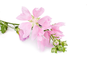 Fototapeta na wymiar Pink mallow flowers isolated on a white background