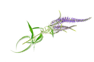 Veronica officinalis plant with blue flowers isolated on a white background