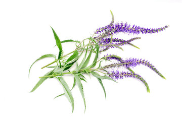 Veronica officinalis plant with blue flowers isolated on a white background