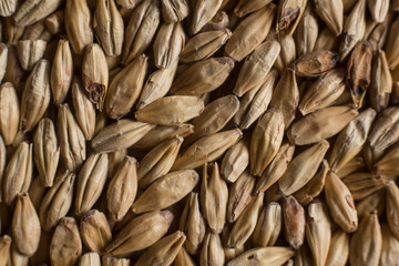 Malt, wheat grains for brewing. Malt background. Top view, flat lay