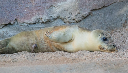 Obraz premium Cute Baby Seal