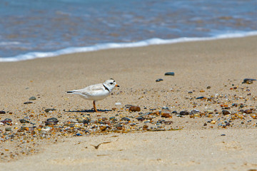 Piping Plover