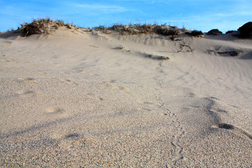 Snake Trail in the Sand